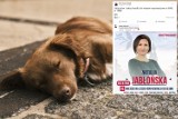 Natalia Jabłońska, kandydatka Konfederacji do Sejmu o zakazie uboju psów: "Mięso to mięso"