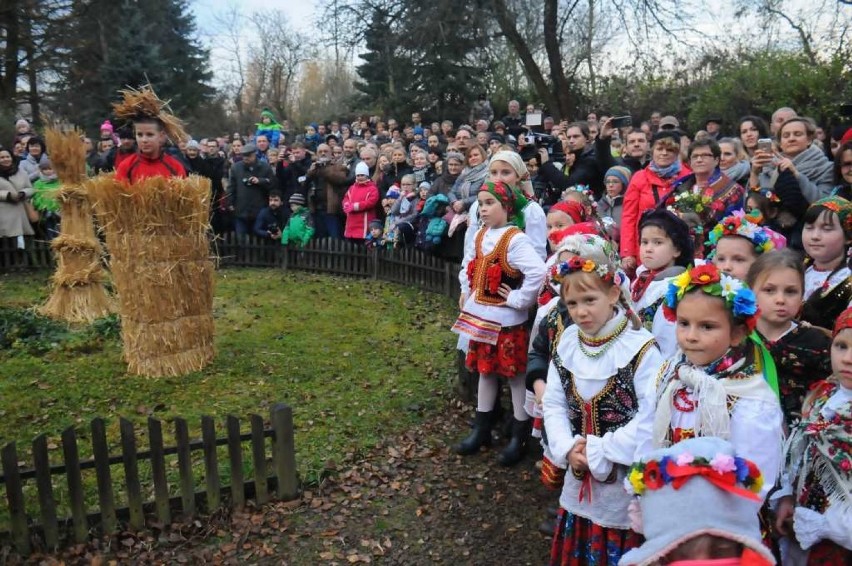 Uroczyste okrywanie krzaku róży jest organizowane od 50 lat