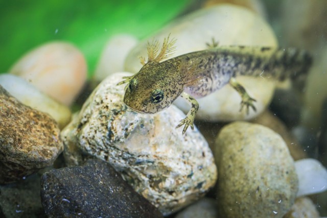 W opolskim ZOO na świat przyszło ponad 20 osobników salamander plamistych. Będzie można je podziwiać w strefie zimnej pawilonu płazów. W hodowli mogą dożyć nawet ponad 20 lat.