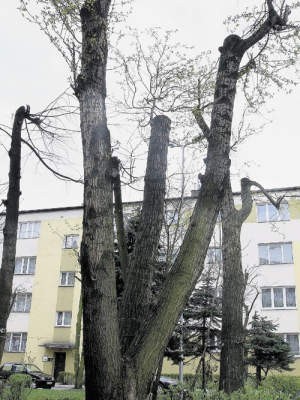 Oszpecone drzewa na osiedlu przy ul. Sienkiewicza