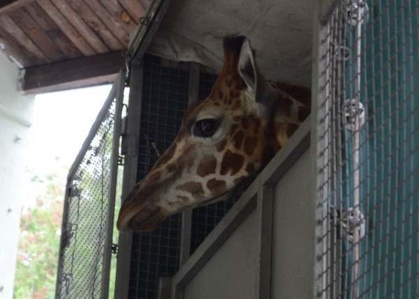 Nowa żyrafa już dotarła do zoo w Łodzi