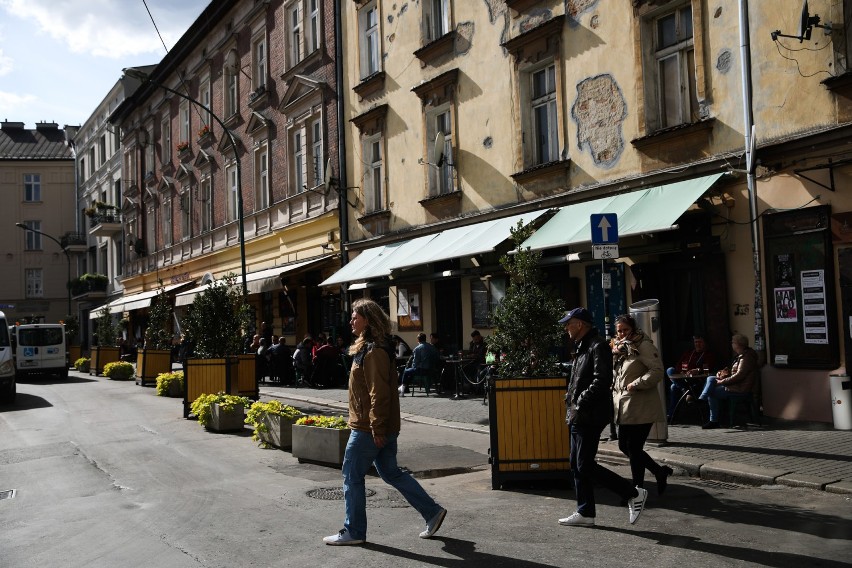 Kraków. Nowe drzewa na placu Nowym. Czy ostrokrzewom nie zaszkodzi alkohol?