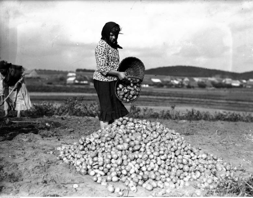 Jak kiedyś zbierano ziemniaki. Wykopki na dawnej wsi [zdjęcia archiwalne]         