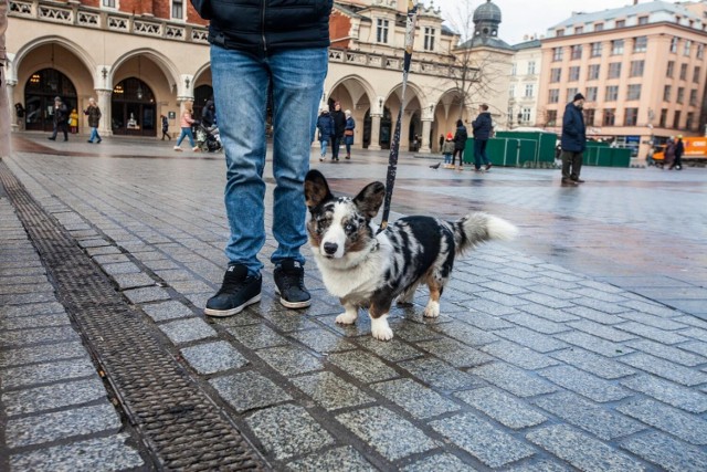 Studenci AGH pracują nad rozwiązaniem, które ma poprawić komfort czworonogów i ochronić je przed hałasem