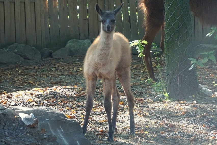 Lamy na wybiegu we wrocławskim zoo