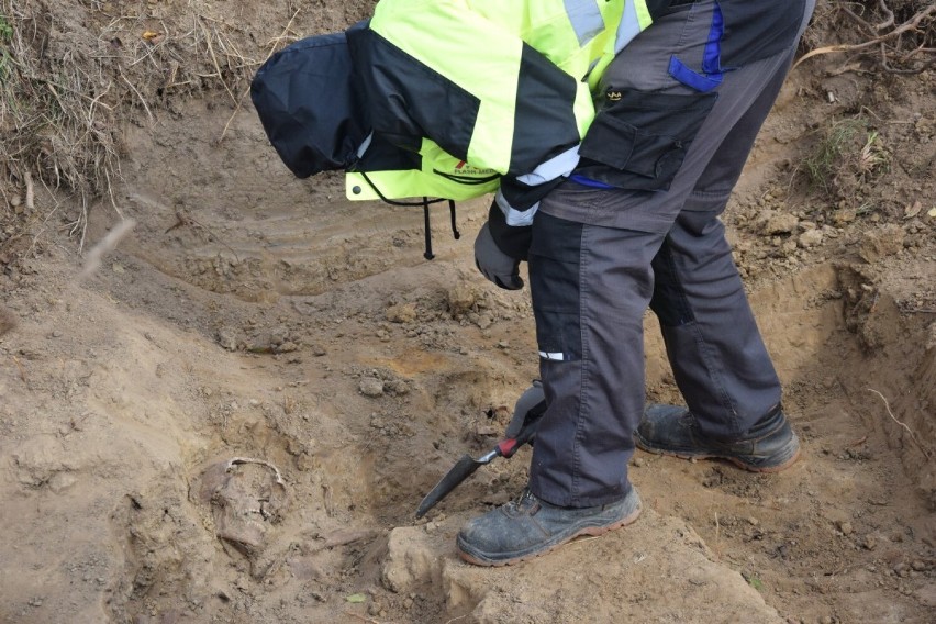 W Zęblewie w gminie Szemud archeolodzy odkryli szczątki żołnierzy niemieckich z okresu drugiej wojny światowej