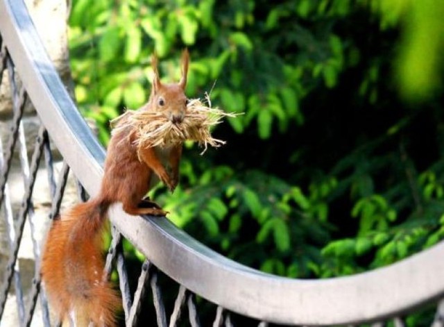 Ta sympatyczna wiewiórka była jednym z bohaterów pleneru fotograficznego w Zwięczycy.