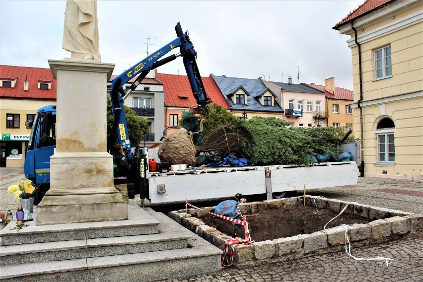 Przy pomniku Matki Boskiej w Łęczycy posadzono jodłę