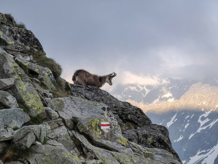 Wycieczka na Świnicę w Tatrach