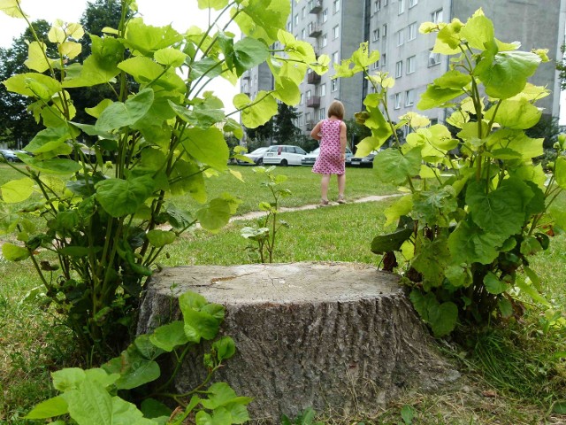 Po wyciętych przy ul. Jagiellońskiej drzewach pozostały pnie&#8233;