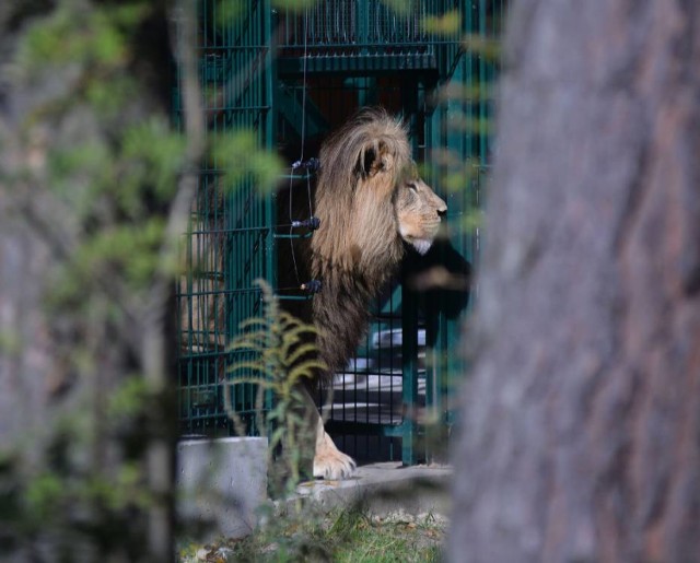 W gdańskim zoo mieszkają lwy angolskie