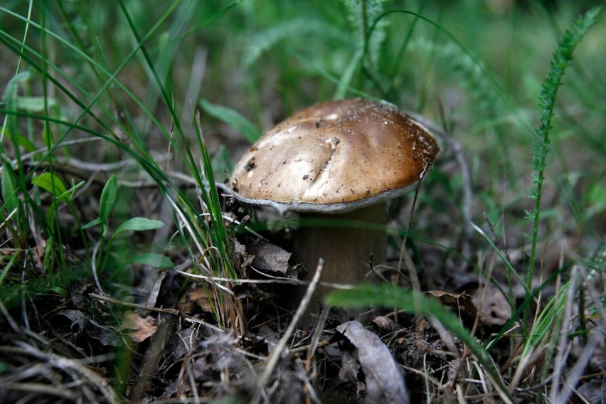 Najczęściej występuje w lasach podgrzybek brunatny,...