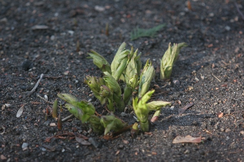 Wiosna w Zabrzu! Gdzie ją spotkać? Najłatwiej w Ogrodzie Botanicznym