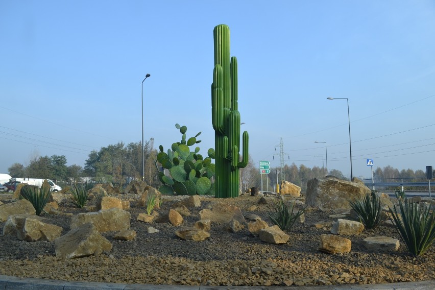 Kaktusy na rondzie w Rybniku