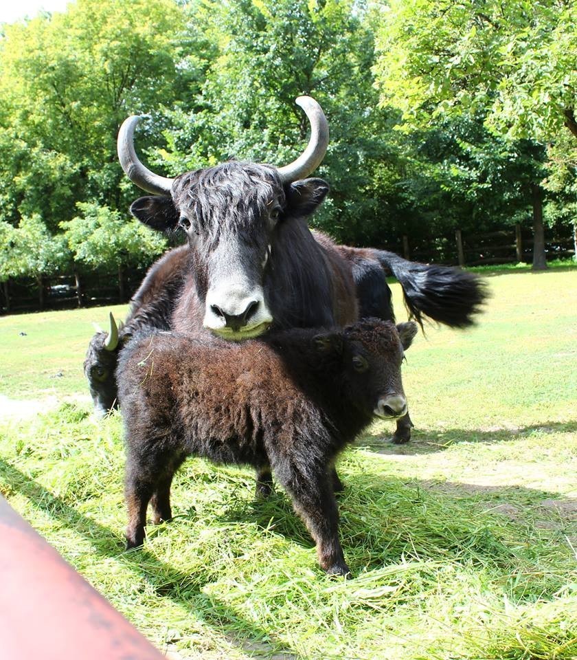 Mały jak urodził się w warszawskim ZOO 27 czerwca. Cały czas...