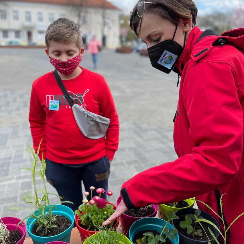 Z okazji Światowego Dnia Ziemi w Wieluniu rozdawano dziś dzieciom sadzonki kwiatów ZDJĘCIA