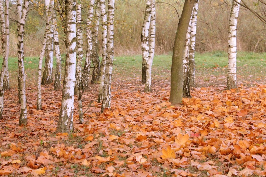 Barwy jesieni w Janikowie [zdjęcia]