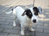 Adoptuj psy i koty ze schroniska dla bezdomnych zwierząt w Chorzowie ZDJĘCIA