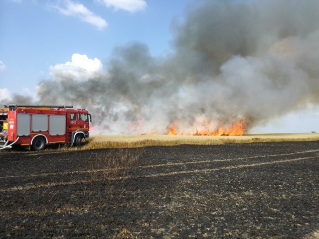 W poniedziałek (23 lipca) doszło do dwóch groźnych pożarów zboża i pożarów kombajnów zbożowych w miejscowościach Piastowo i Lipie Góry. Największe problemy strażacy mieli przy pożarach zboża, które wybuchły niemal w tym samym czasie w okolicach miejscowości Lipie Góry oraz Bobrówko. 

W akcji gaszenia pożaru w okolicach Bobrówka wzięło udział 18 samochodów gaśniczych oraz dwa samoloty z regionalnej Dyrekcji Lasów Państwowych w Szczecinie. Akcję utrudniał silny wiatr. Na szczęście sytuacja została opanowana i ogień nie rozprzestrzenił się na pobliski las. Spaliło się około 75 hektarów terenu, w tym 60 hektarów zboża. Strażakom udało się uratować ponad 200 hektarów zboża.

Natomiast do gaszenia pożaru kombajnu i pola pszenicy w okolicach miejscowości Lipie Góry zadysponowano siedem wozów gaśniczych. Spłonęło tam około 8 hektarów oraz kombajn.

Na szczęście w czasie działań gaśniczych nikt nie ucierpiał.



Zobacz też: KARAMBOL NA DRODZE S3. ZDERZYŁY SIĘ CZTERY SAMOCHODY, DWIE OSOBY W SZPITALU. W KRAKSIE UCZESTNICZYŁA CYSTERNA


Zobacz też: WYMARŁE MIASTECZKO NA SKRAJU LUBUSKIEGO [WIDEO, ZDJĘCIA]


