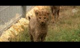 Wideo dnia: Osiem małych gepardów przyszło na świat w zoo w Opolu [WIDEO]