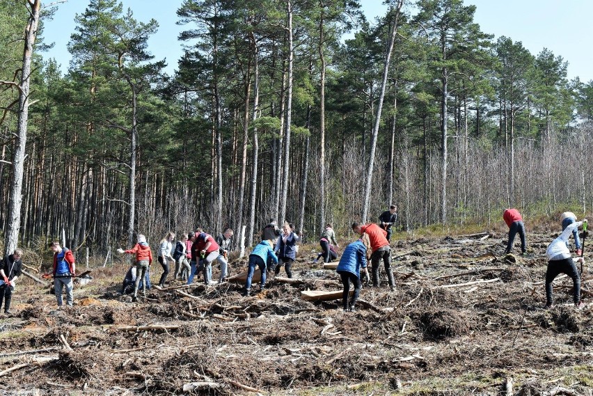 Akcja sadzenia lasu w Orlu