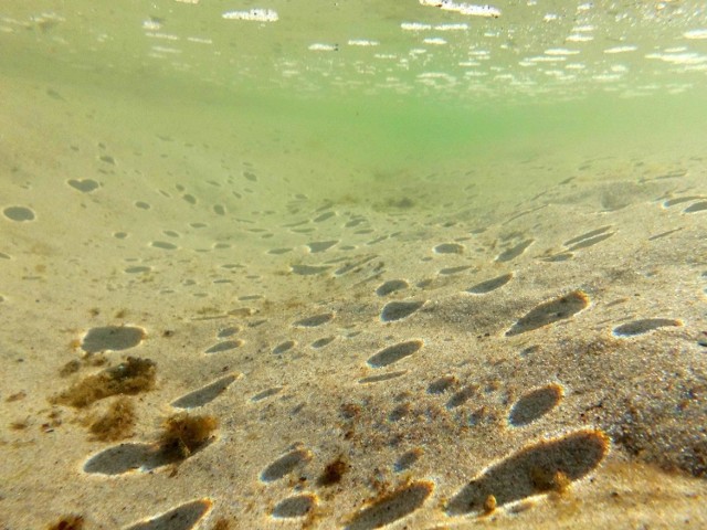 Nie potrzeba do tego akwalungu wystarczy zwykła maska i fajka. Ma to swoją nazwę - Snorkeling - najprostsza forma aktywnej obserwacji życia podwodnego. Płetwonurek wyposażony w maskę, fajkę (ang. snorkel) i płetwy unosi się na powierzchni wody z zanurzoną twarzą, obserwując to, co dzieje się pod nim. Nie potrzeba jeździć nad morze Śródziemne. Najnowsze maski powierzchniowe pozwalają normalnie oddychać i widzieć zarówno pod wodą jak i na powierzchni.