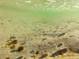 Ustecka plaża to nie tylko piasek, ale przepiękne widoki podwodne (zdjęcia)