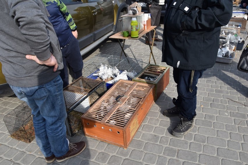 Niedziela handlowa na targu w Sławnie - 19.03.2023 r.