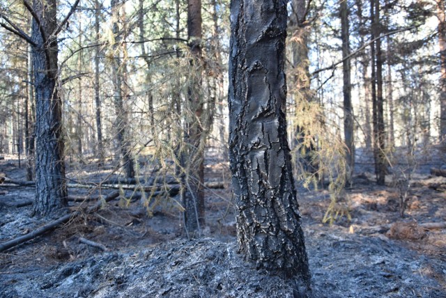Straduń. Spalony las w nadleśnictwie Trzcianka