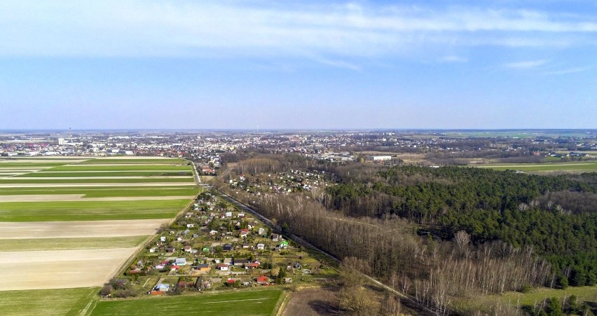 Widok na lasek wieluński od strony Turowa