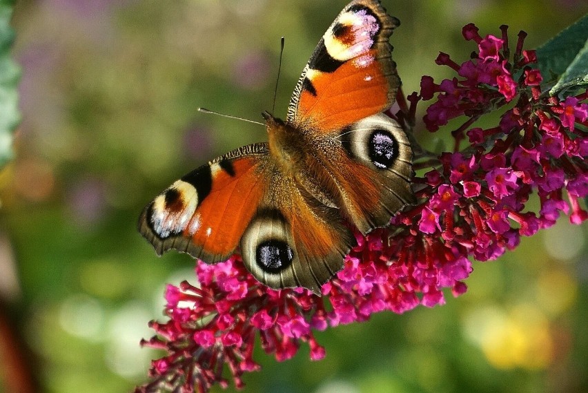 Ten motyl, zwany pawim oczkiem, jest wyjątkowo popularny....