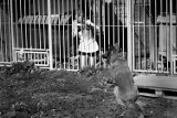 W Kaliszu powstała sesja fotograficzna, która ma pomóc w walce z przemocą wobec zwierząt [FOTO]