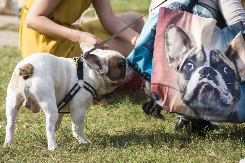 XVI Zlot Buldogów Francuskich (14.09.2014 r.) w Forcie Bema