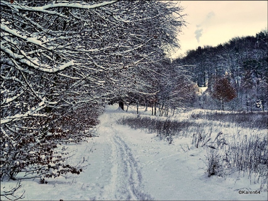 Zima w Lasach Oliwskich