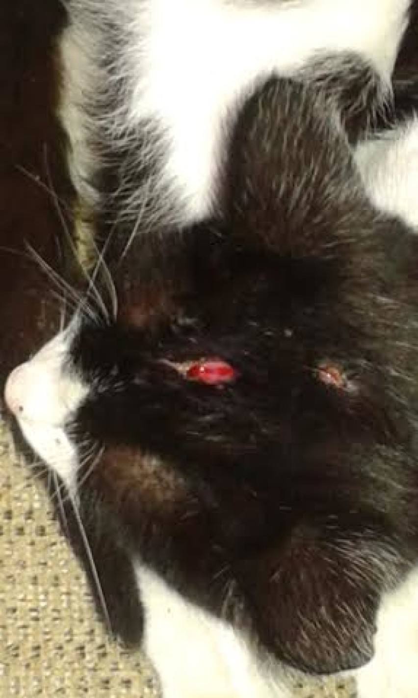 Lipowa: Kot postrzelony z łuku. Zwierzę wróciło do domu... ze strzałą w głowie