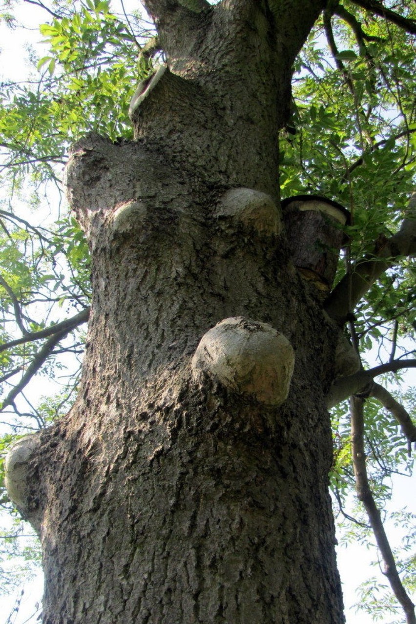 "Cycate" drzewa - czym są te dziwne narośle?