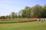 Tulipany w ogrodzie botanicznym w Łodzi. Tysiące tulipanów kwitnie w 2018 roku [ZDJĘCIA]