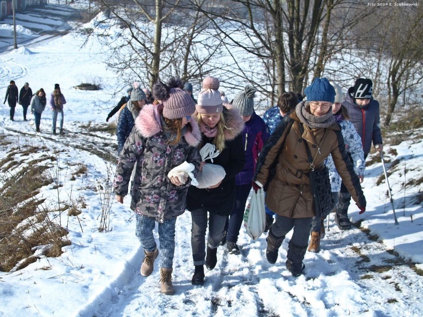 Dokarmianie Łabędzie w Piekarach Śląskich (7.02.2019 )