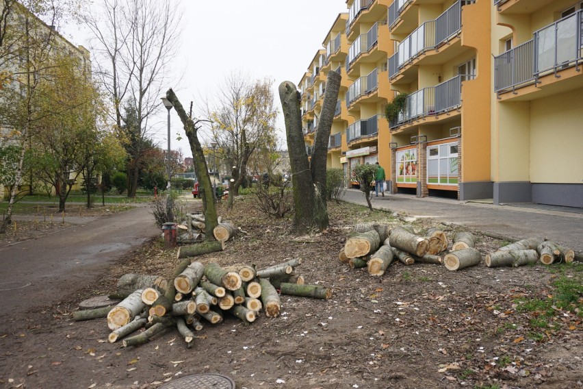 Wycinka drzew na os. Powstańców Warszawy pomiędzy blokami 5...