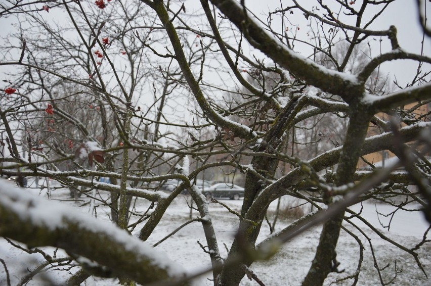 Śnieg w Piotrkowie. Nadeszła prawdziwa zima, 10 grudnia 2020