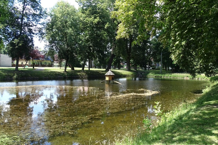 Poranek nad stawem