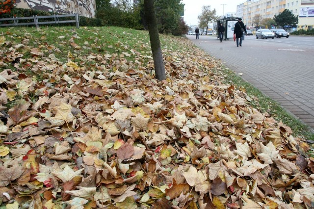 Liście na ul. Władysława IV w Gdyni