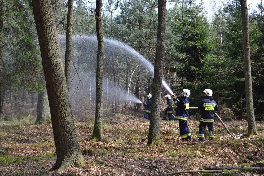 Ostrów, Lubockie: 13 jednostek straży pożarnej gasiło wielki pożar w lesie. Konieczny był zrzut wody ze śmigłowca [zdj.]