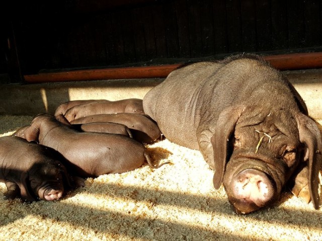 Nowe zwierzaki w zoo Wrocław - kilkutygodniowe świnki maskowe i ich mama