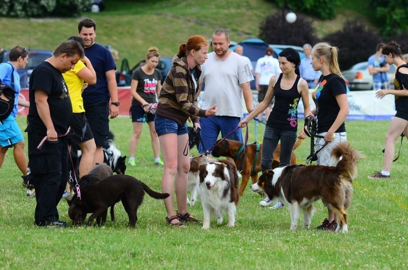 Dog Chow Disc Cup 2013