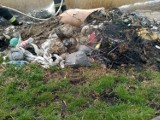 Pożar trawy i śmieci w Borzykowej w gminie Żytno. Interweniowali strażacy. ZDJĘCIA