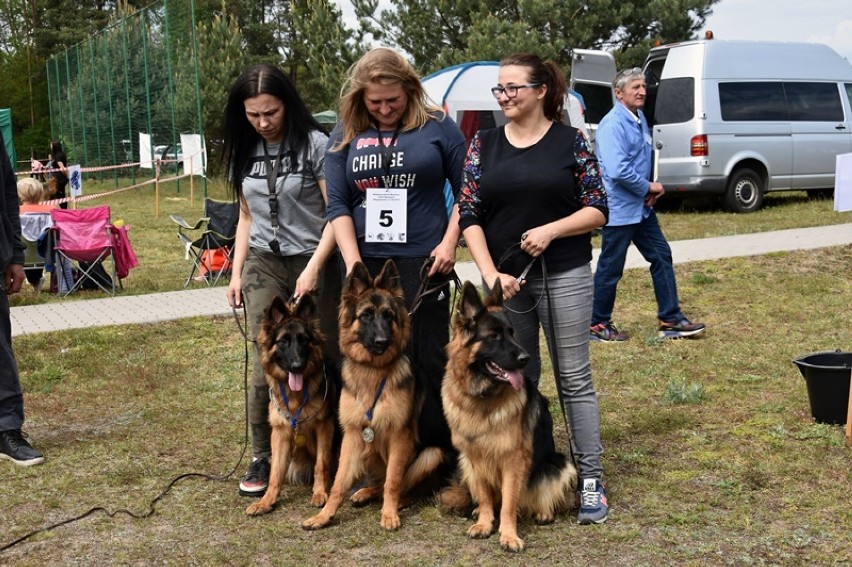 Międzynarodowa Wystawa Psów Rasowych w Miłogostowicach.