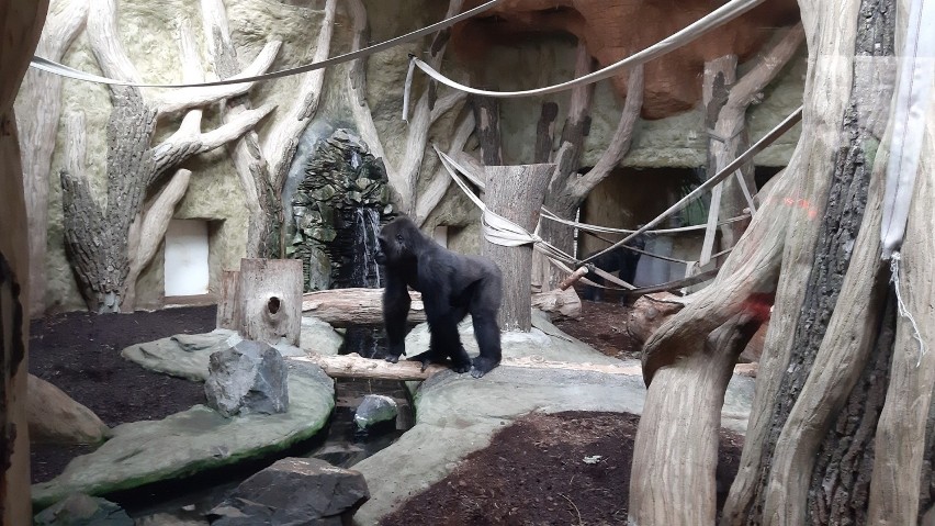 W opolskim zoo żyje kawalerskie stado goryli nizinnych.