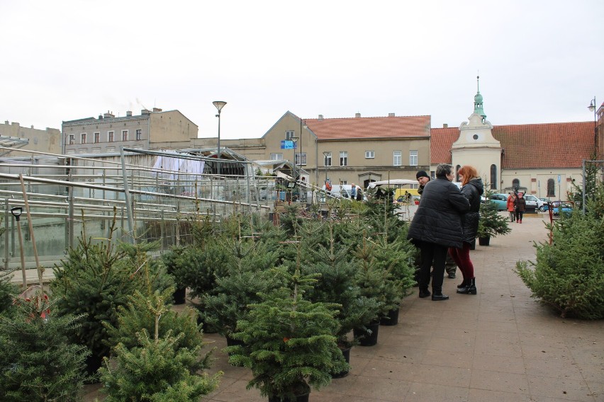 Choinki w Gnieźnie. To ostatni moment na zakup świątecznego drzewka!