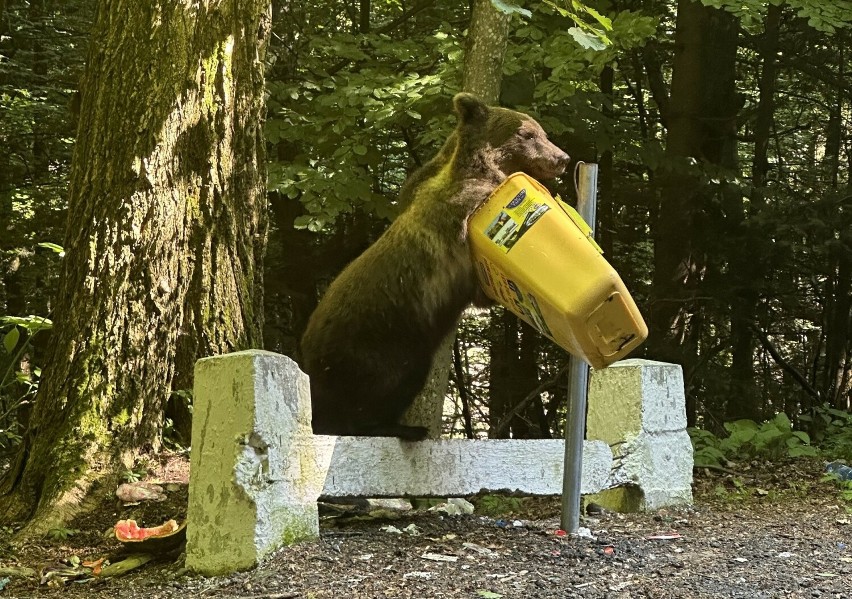 Niedźwiedź szuka pożywienia w koszu na odpadki